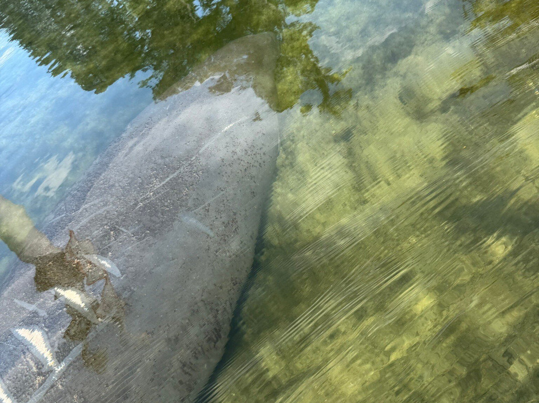 Weeki Wachee Kayaking-Weeki Wachee必去景点