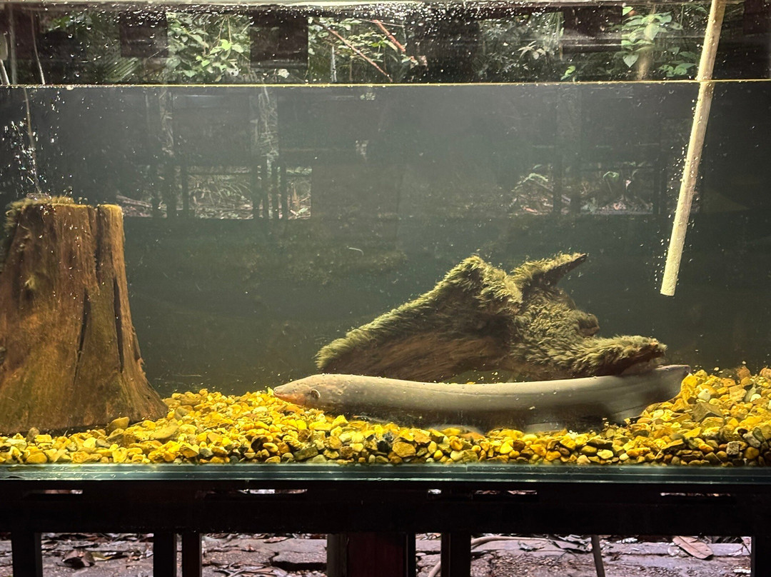Museu da Amazonia (MUSA)-玛瑙斯必去景点