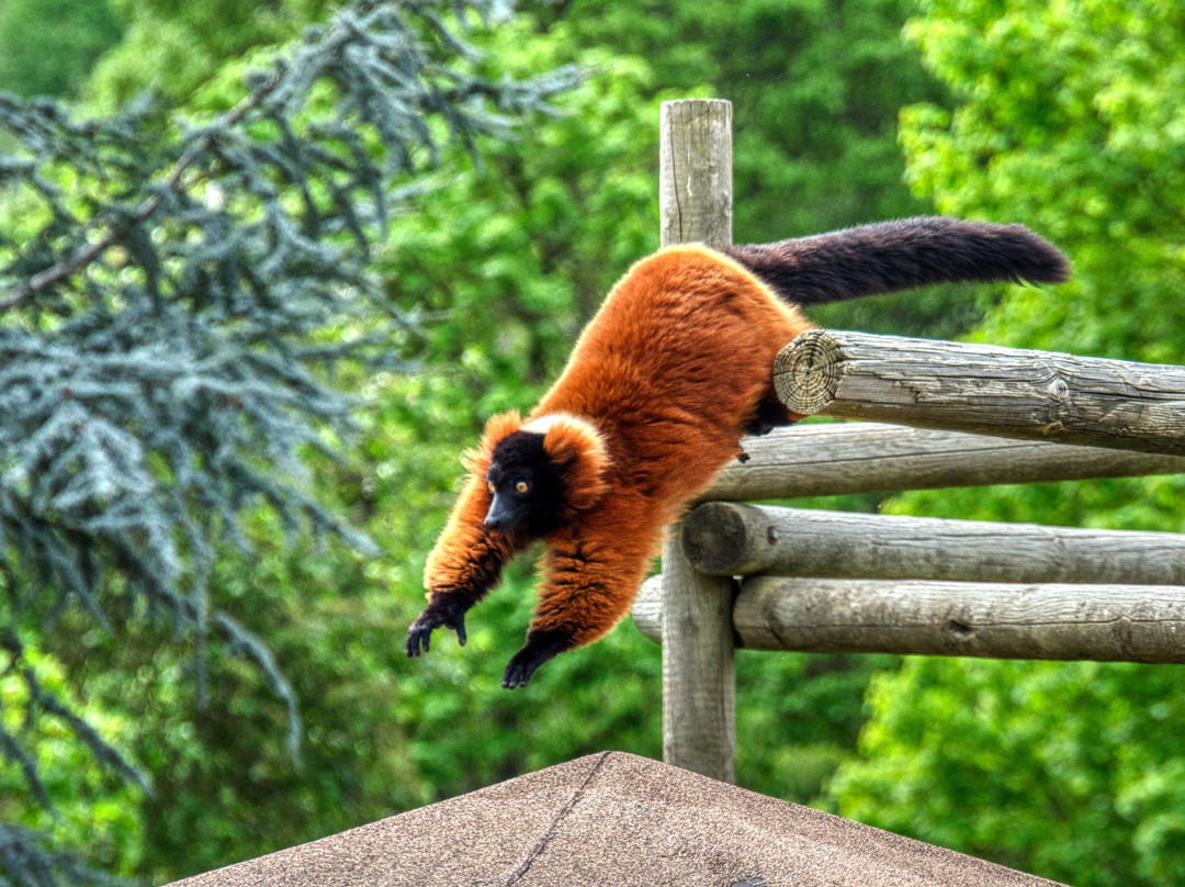 Wildlife Safari-Winston必去景点