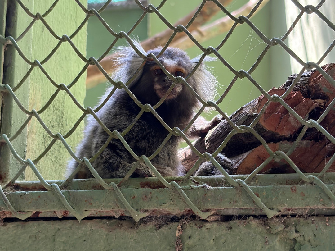 Akumal Monkey Sanctuary & Rescued Animals-艾库玛尔必去景点