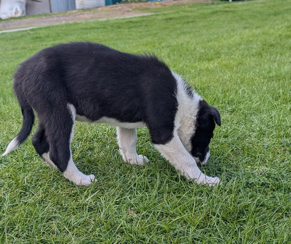 Working Sheepdogs-Kincraig必去景点