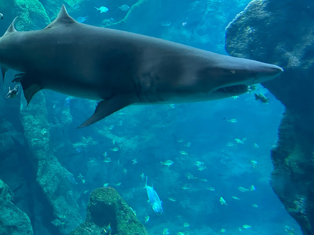 Aquarium La Rochelle-拉罗谢尔必去景点