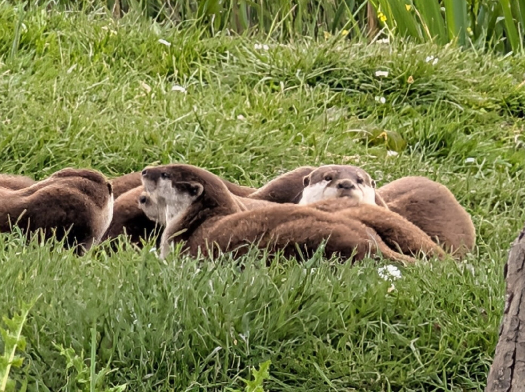 Lincolnshire Wildlife Park-Friskney必去景点