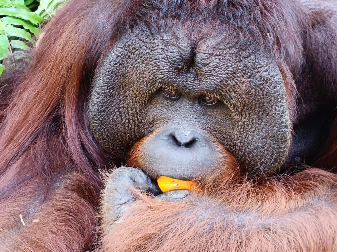 Orang Utan Island-新芒魏必去景点
