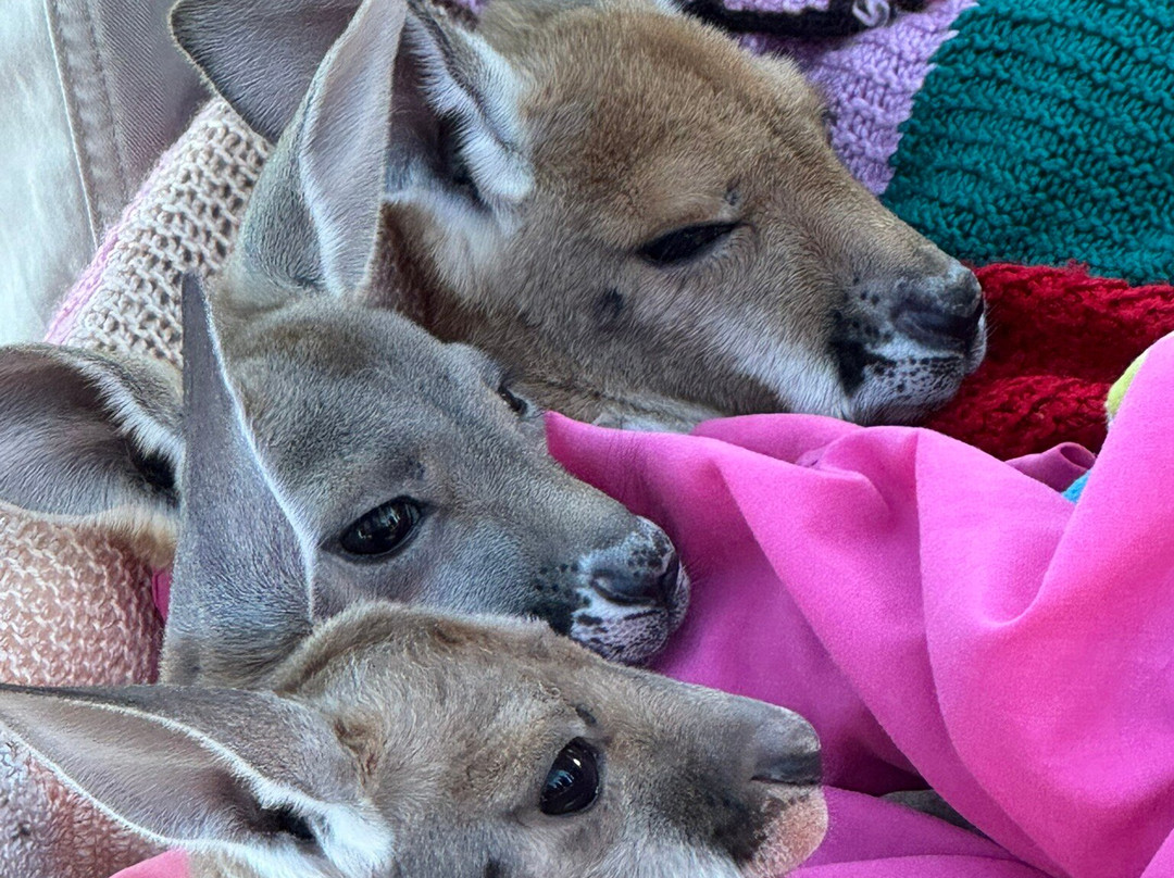 The Kangaroo Sanctuary-爱丽斯泉必去景点