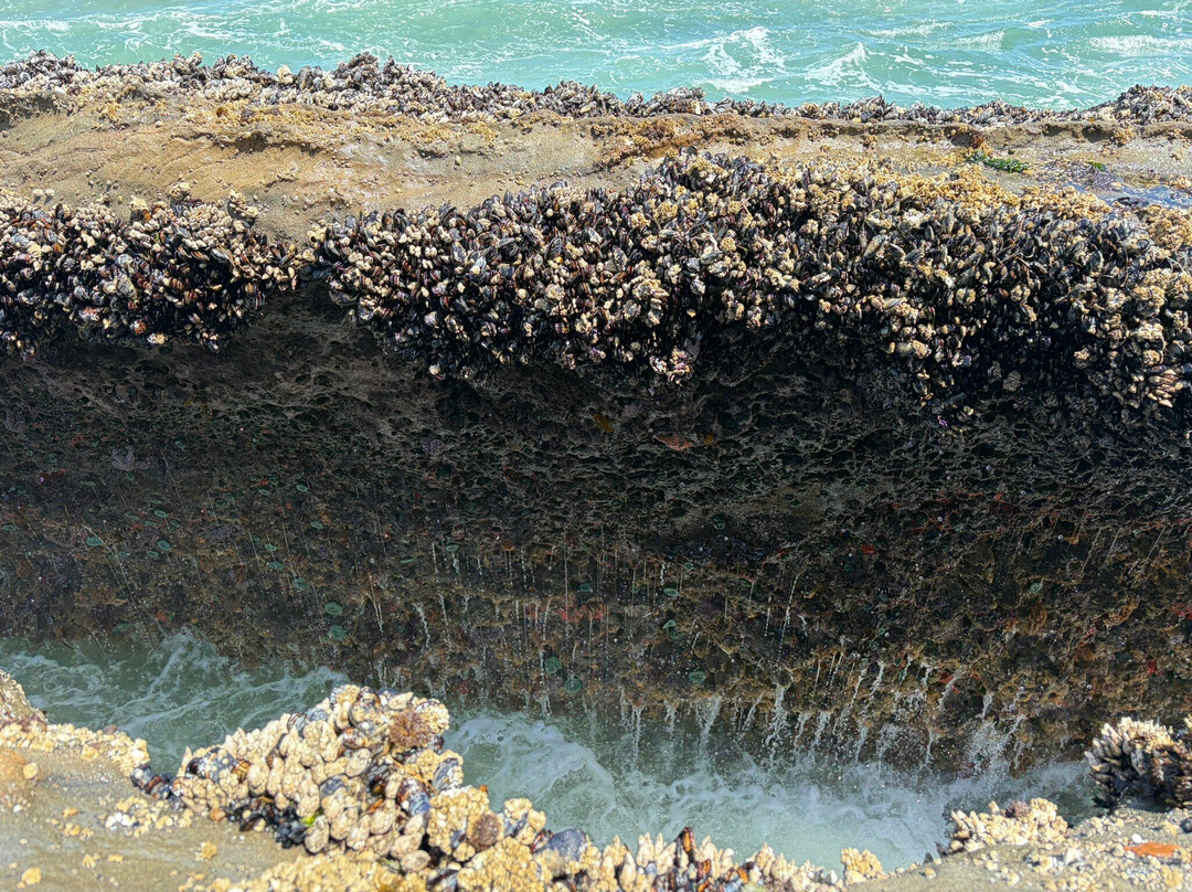Bastendorff Beach-Charleston必去景点