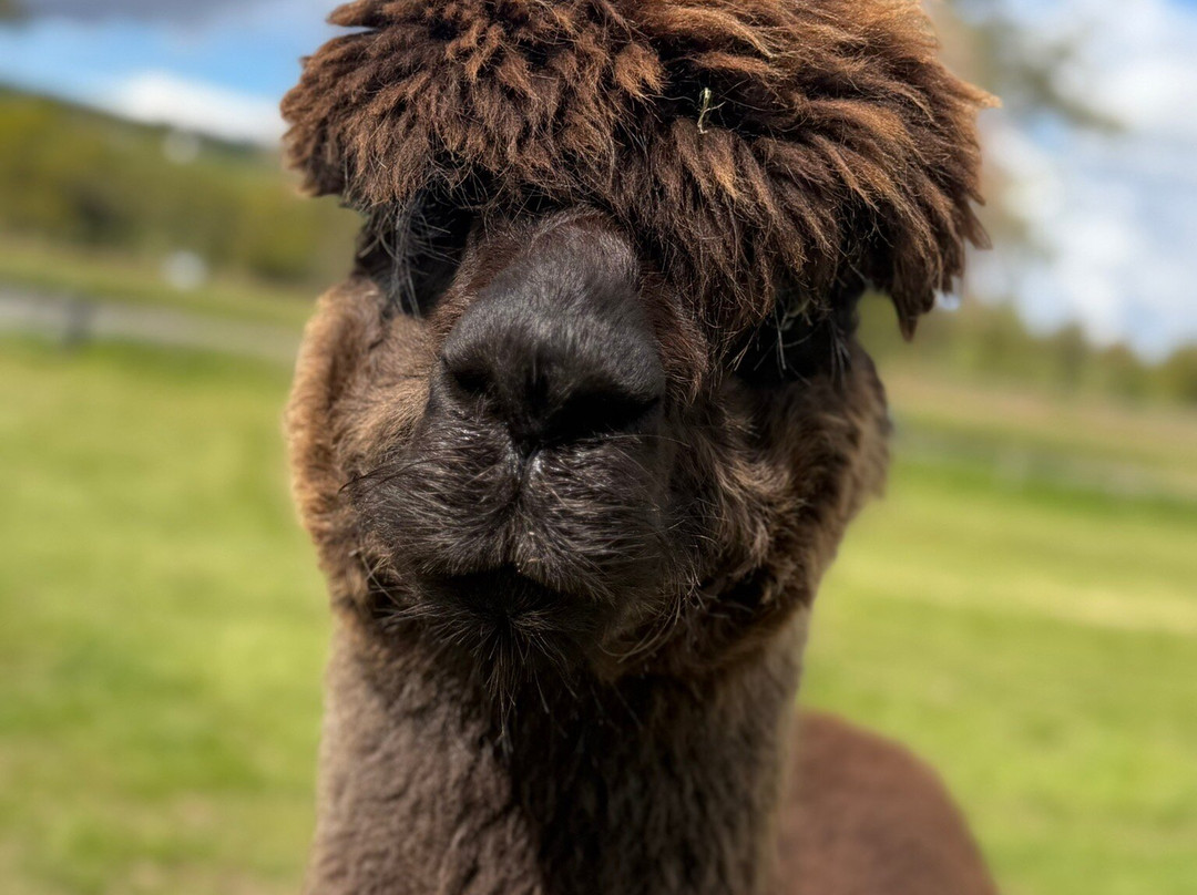 Robertson's - The Larder & Highland Cows - Beauly-Beauly必去景点