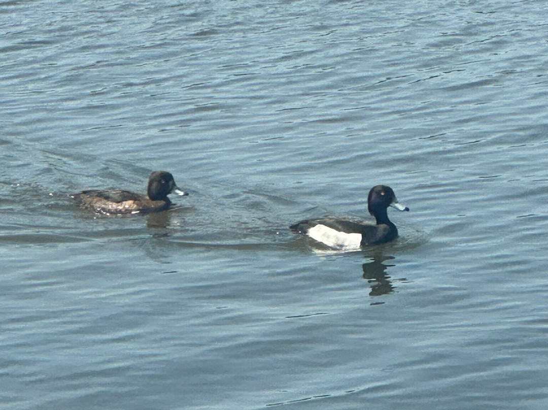 RSPB Weymouth Wetlands at Radipole Lake Nature Reserve-韦茅斯必去景点