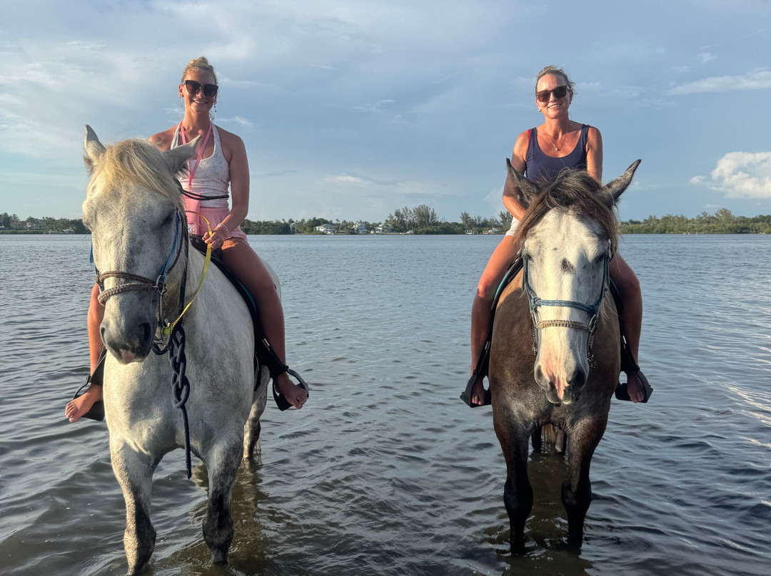 Florida Beach Horses-布雷登顿必去景点
