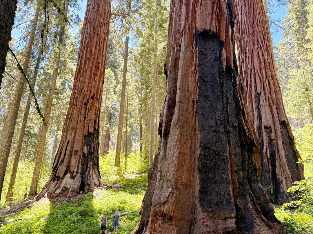 Big Trees Trail-红杉&国王峡谷国家公园必去景点