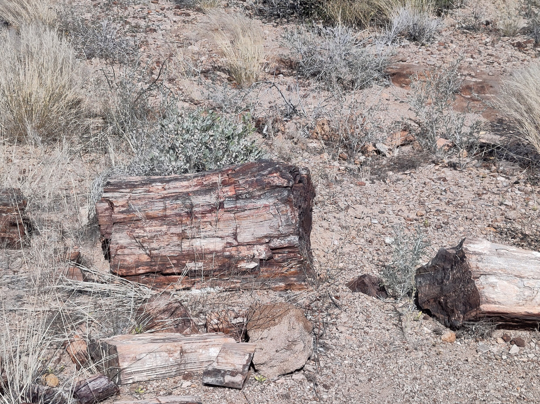 Petrified Forest-Khorixas必去景点