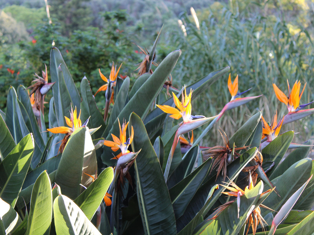 Gibraltar Botanic Gardens (The Alameda)-直布罗陀必去景点