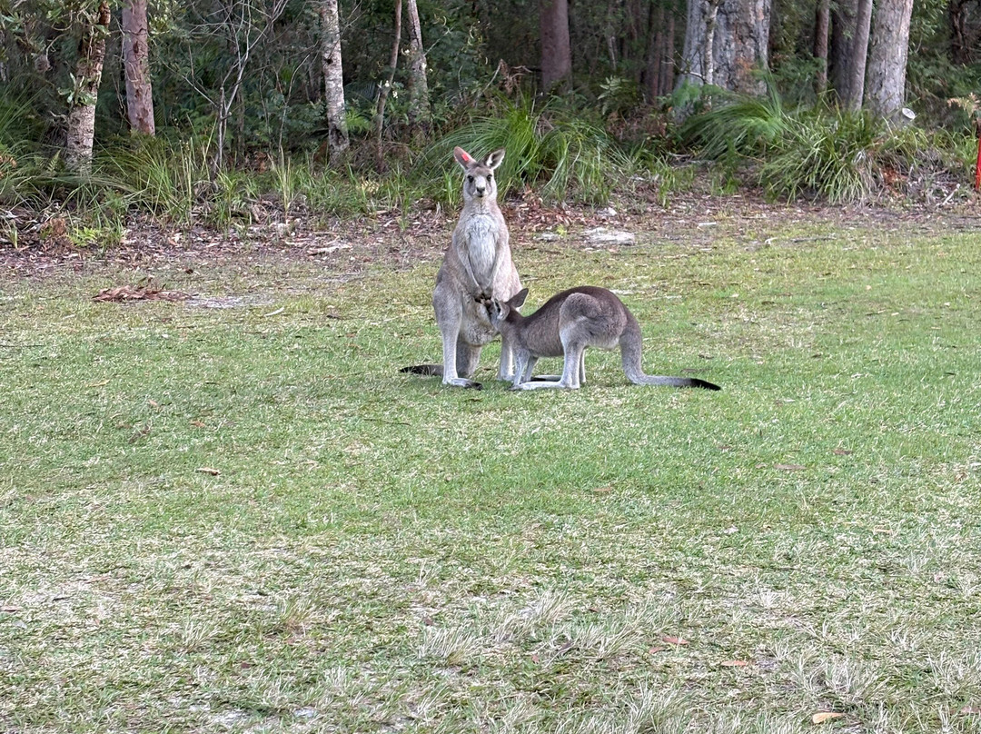 Kangaroo Encounters Guided Tours-尼尔森湾必去景点