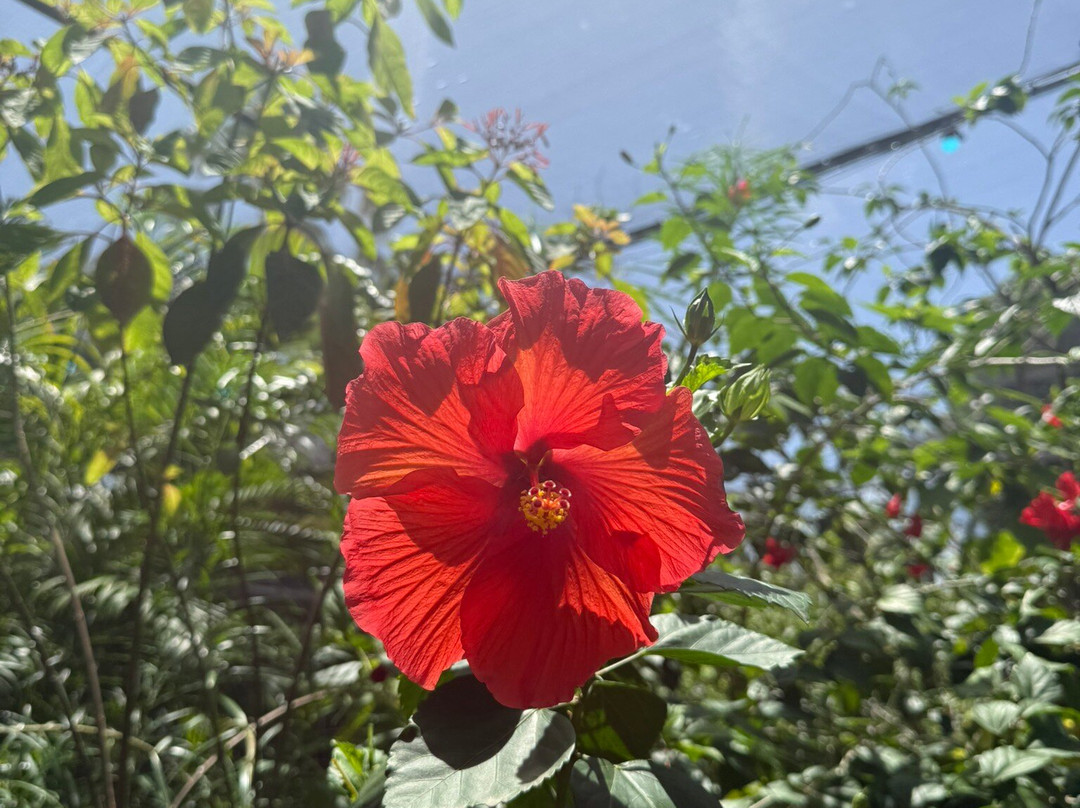 The Butterfly Farm-奥腊涅斯塔德必去景点