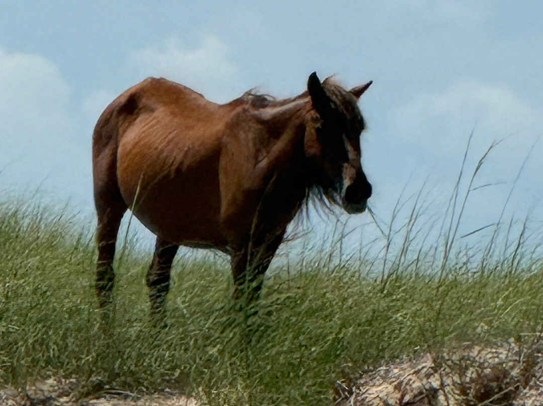 Shackleford Banks-Harkers Island必去景点