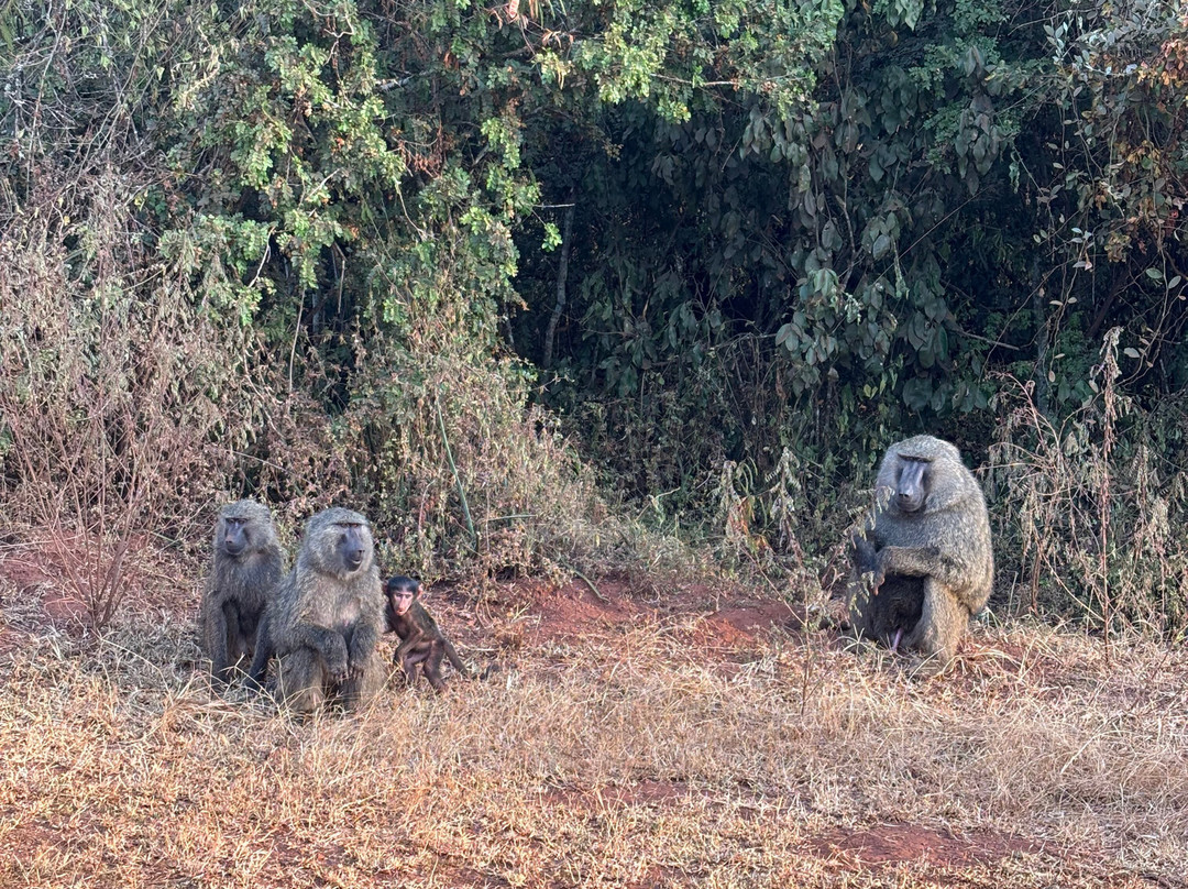Devine African Safaris-吉佳利必去景点