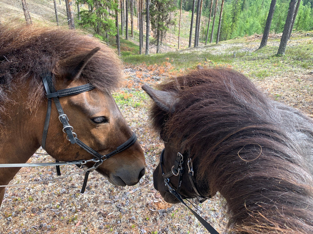 Horses of Taiga-Svansele必去景点
