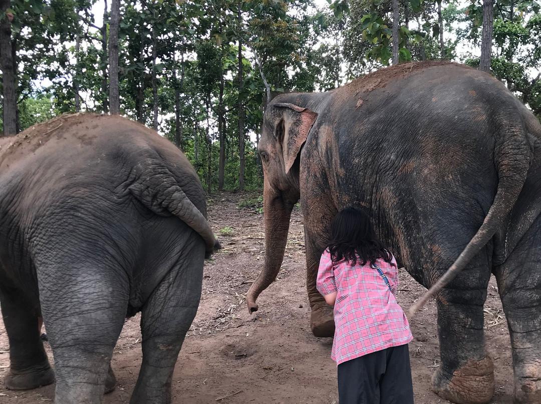 Maerim Elephant Sanctuary-夜林必去景点