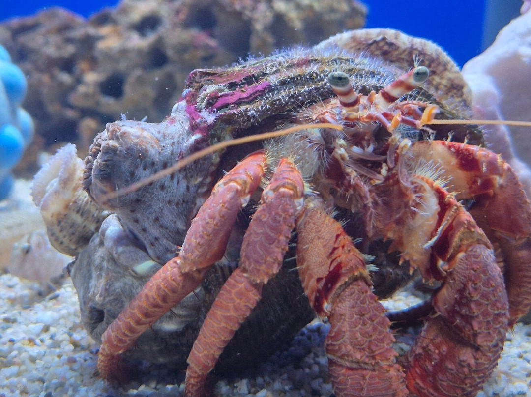 Aquarium Piran-皮兰必去景点