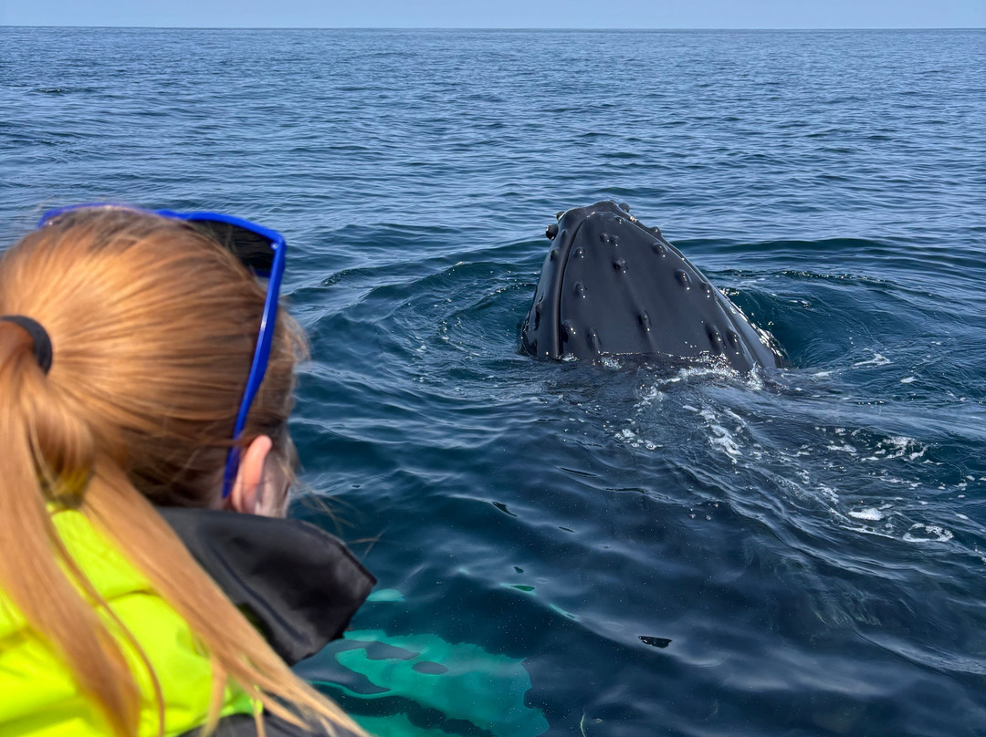 Discovery Sea Adventures-Bonavista必去景点