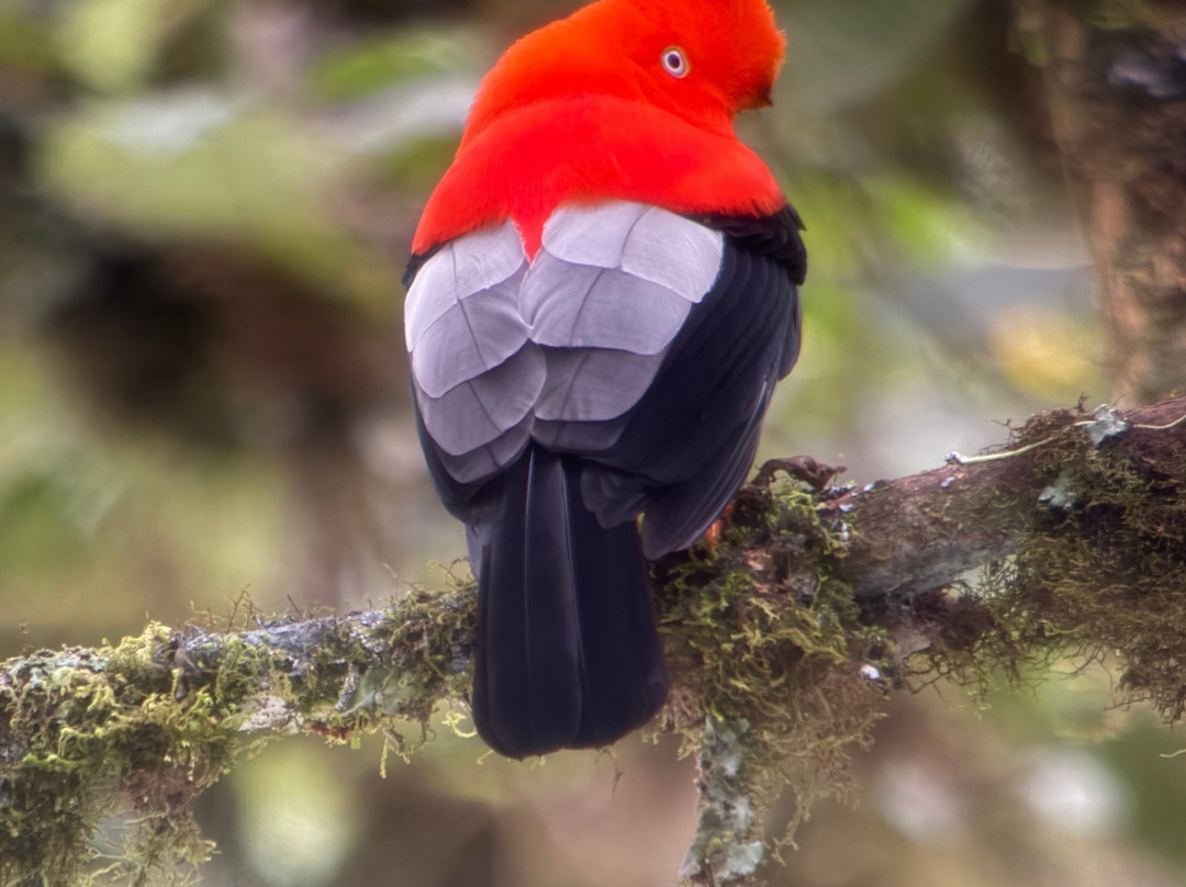 Peru Amazon Expeditions-Manu必去景点