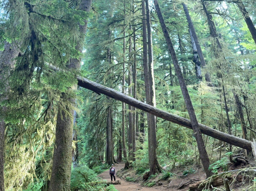 Drift Creek Falls Trail-Otis必去景点