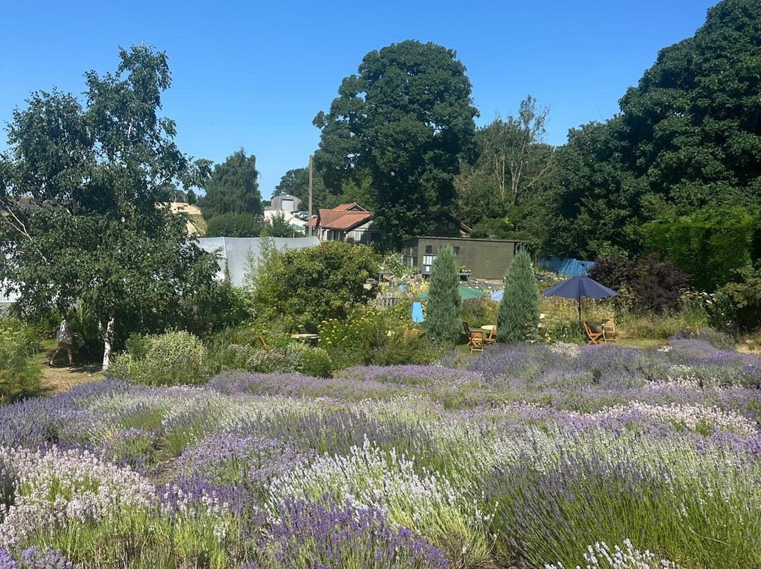 Yorkshire Lavender-Terrington必去景点