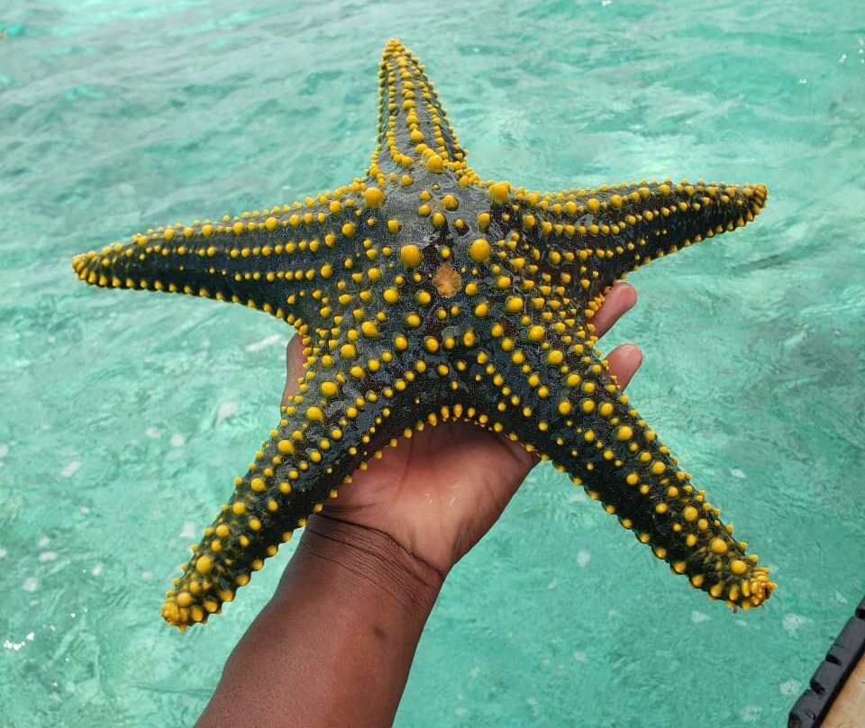 Triple J Zanzibar Tours And Transfers-桑给巴尔市必去景点