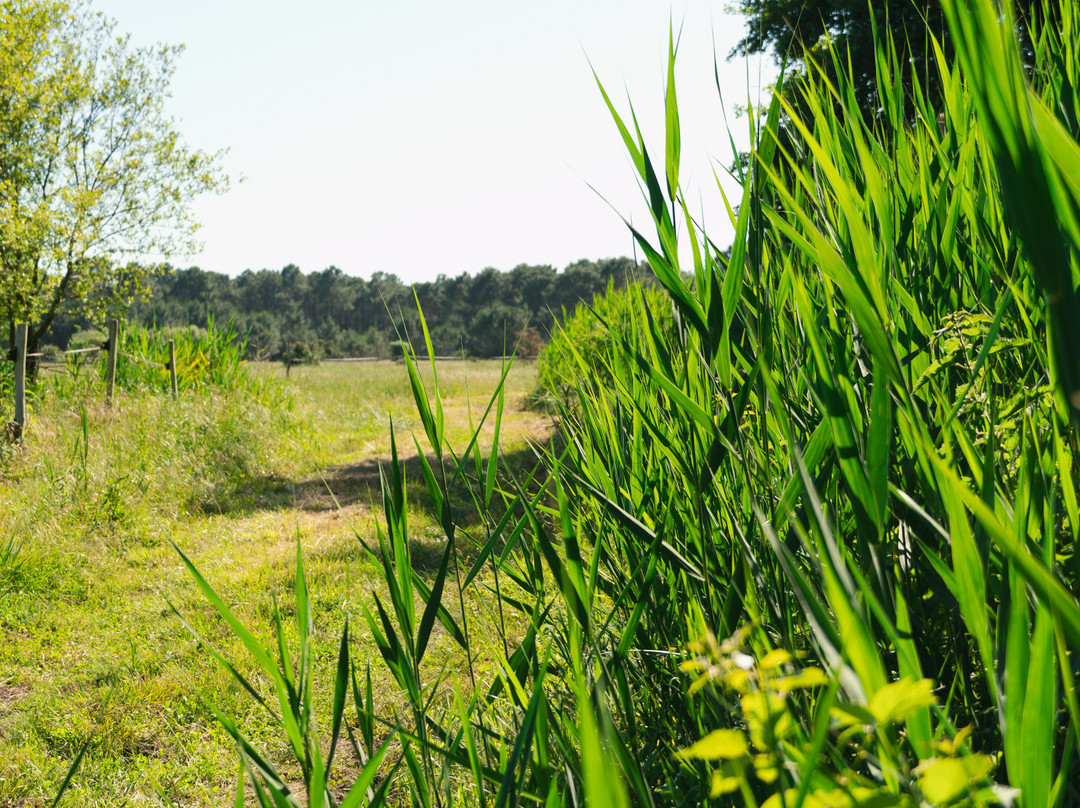 Espace Équestre Du Marais De Bréjat-La Palmyre-Les Mathes必去景点