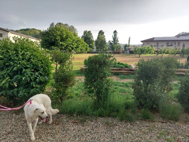 L'Aja Della Mirusina - Piedmont Resort Monferrato Langhe-旅行者