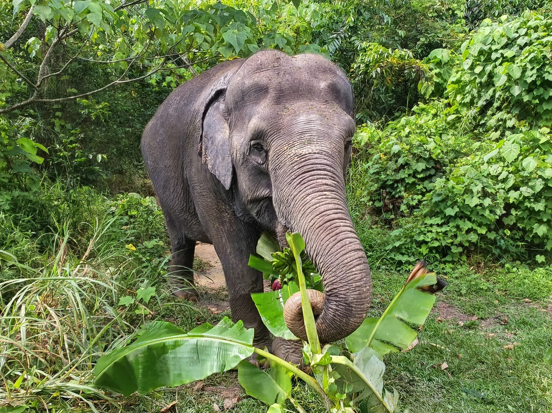 The Lake Phuket Elephant Home-Thep Krasatti必去景点