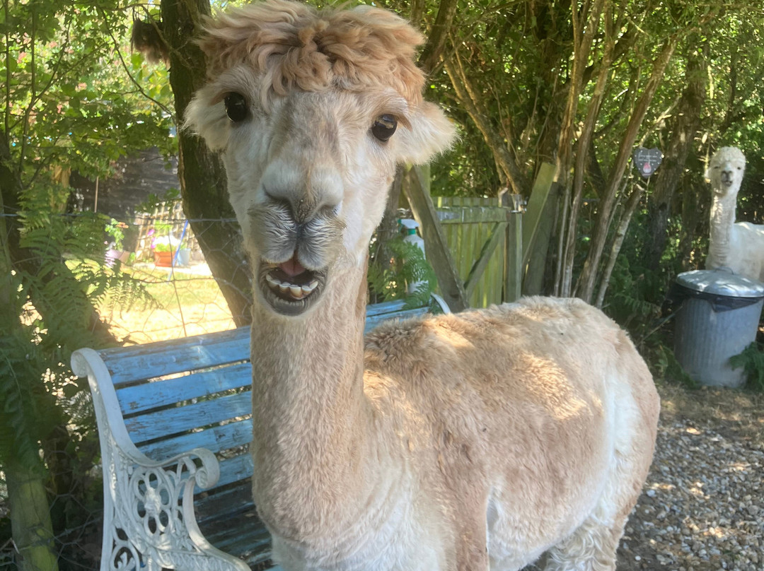 Slowhayes Alpacas-南安普敦必去景点