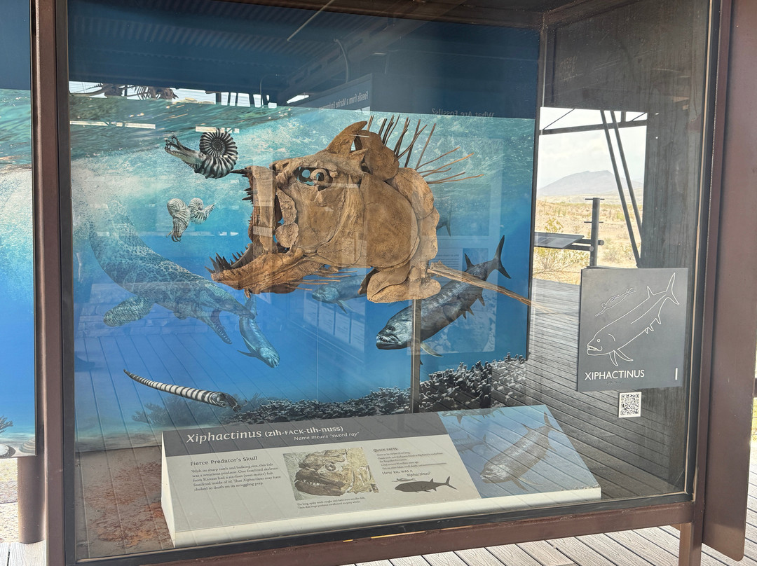 Big Bend National Park - Fossil Bone Exhibit-大弯国家公园必去景点