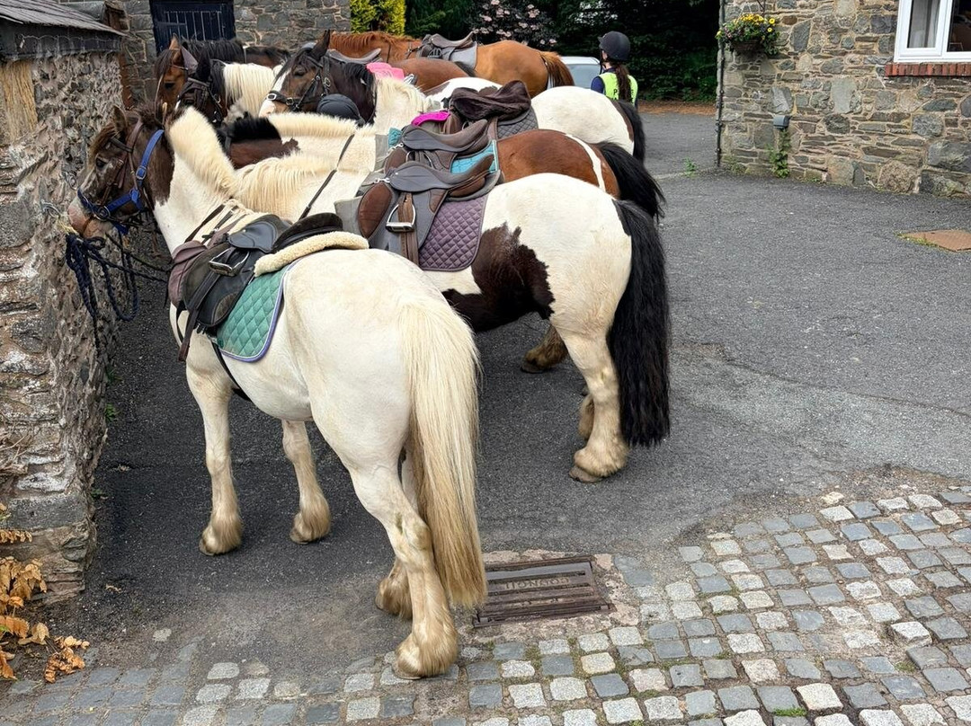 Springhill Farm Riding Stables-奥斯沃斯特必去景点