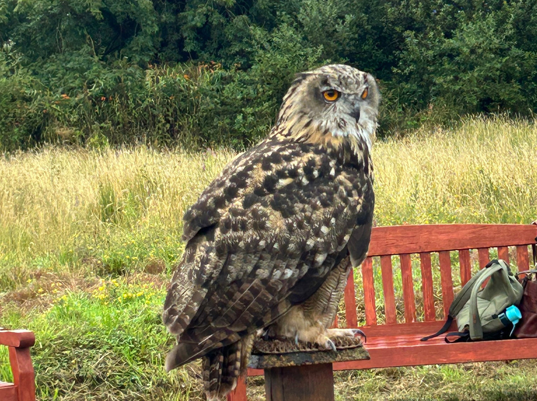 Kingdom Falconry - Dingle-丁格尔必去景点