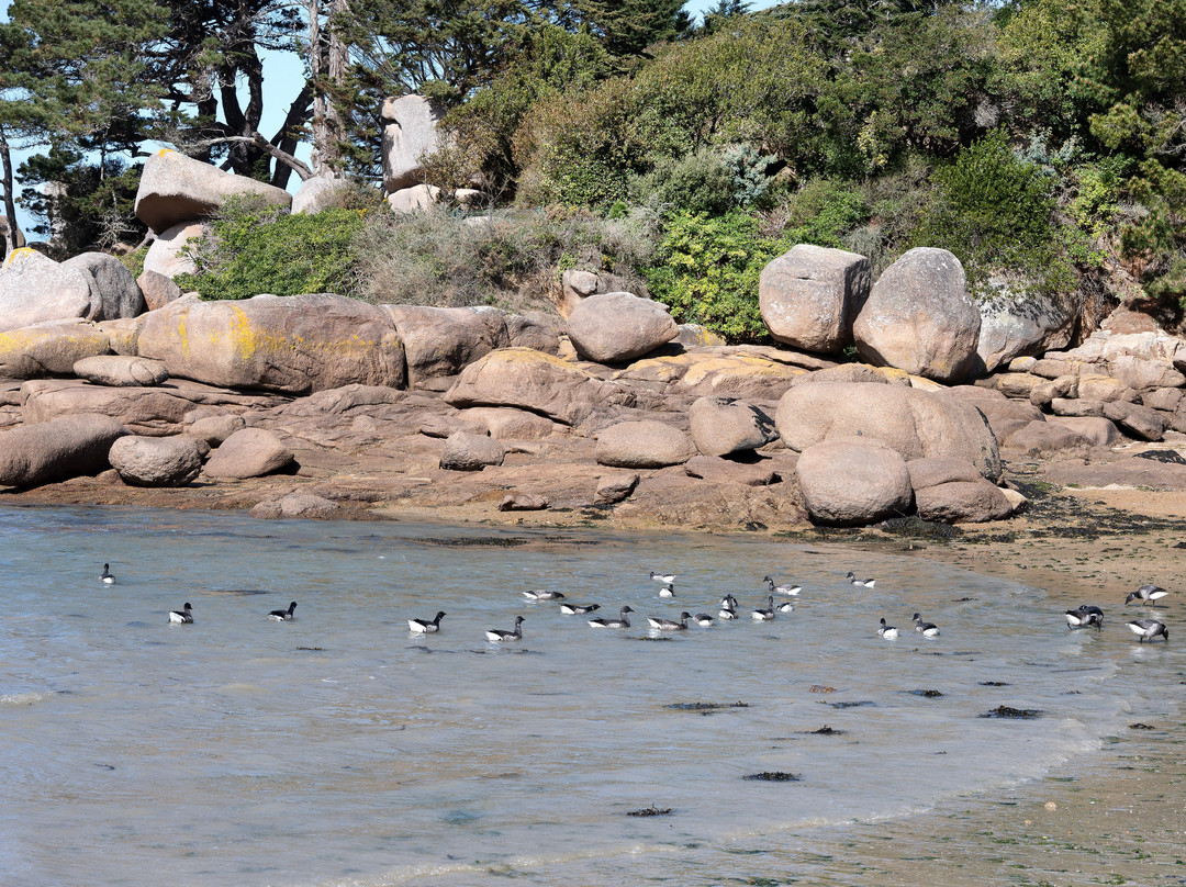 Plage Saint-Guirec-皮若斯必去景点