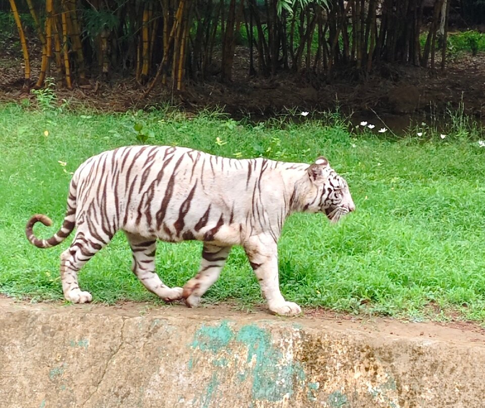 Nandan Van Zoo & Safari-赖布尔必去景点