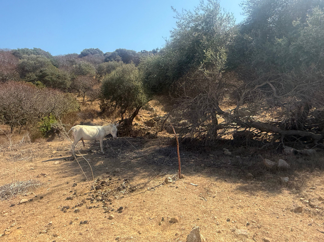 Wild Asinara Park-萨萨里省必去景点