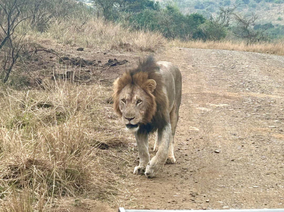EuroZulu Guided Tours & Safaris-圣露西亚必去景点