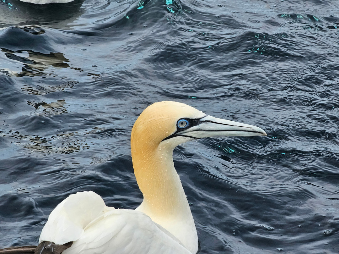 Shetland Seabird Tours - The Noss Boat-Lerwick必去景点