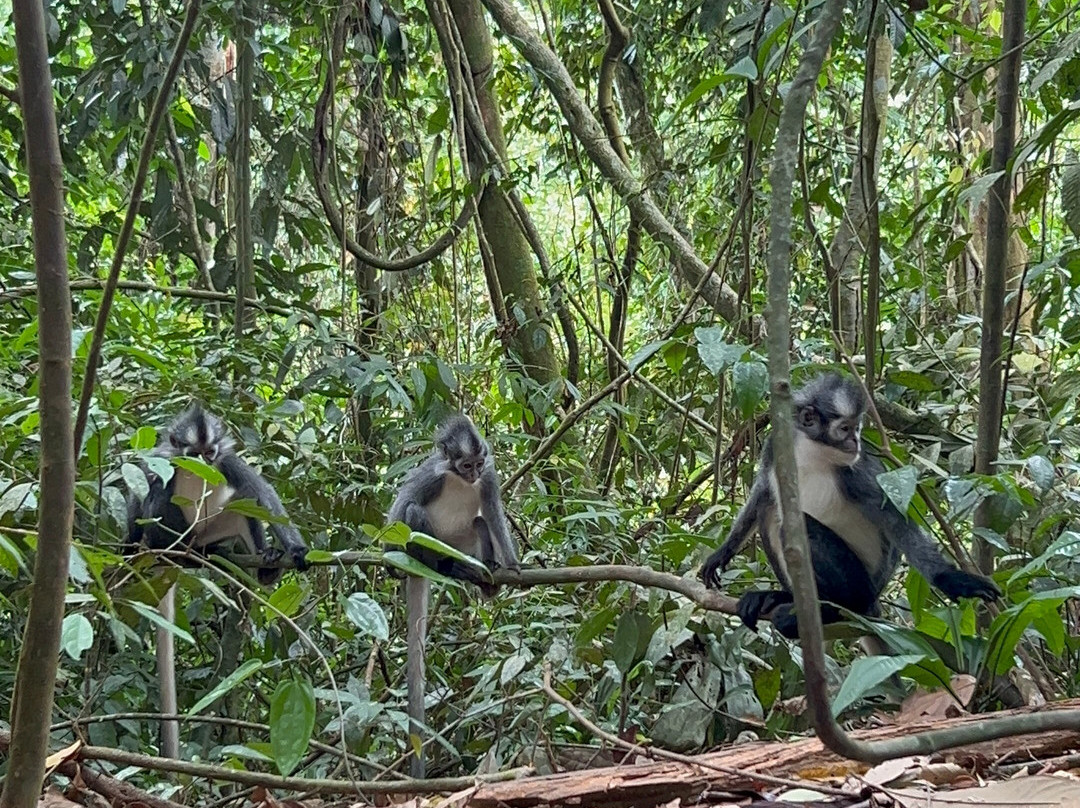 Sumatra Orangutan Explore-武吉拉旺必去景点