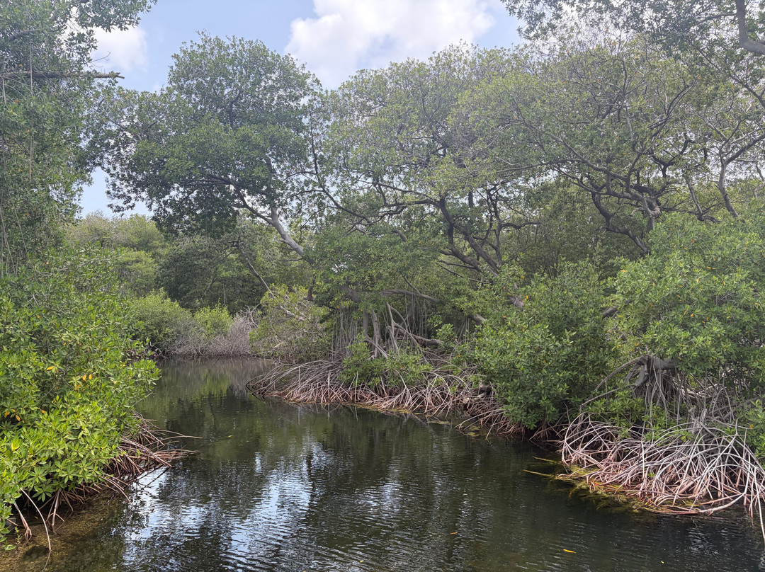 Curaçao Rif Mangrove Park-威廉斯塔德必去景点