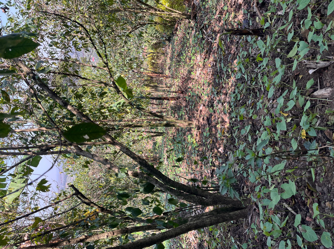 Kisoro Volcanic Organic Coffee-Kisoro必去景点