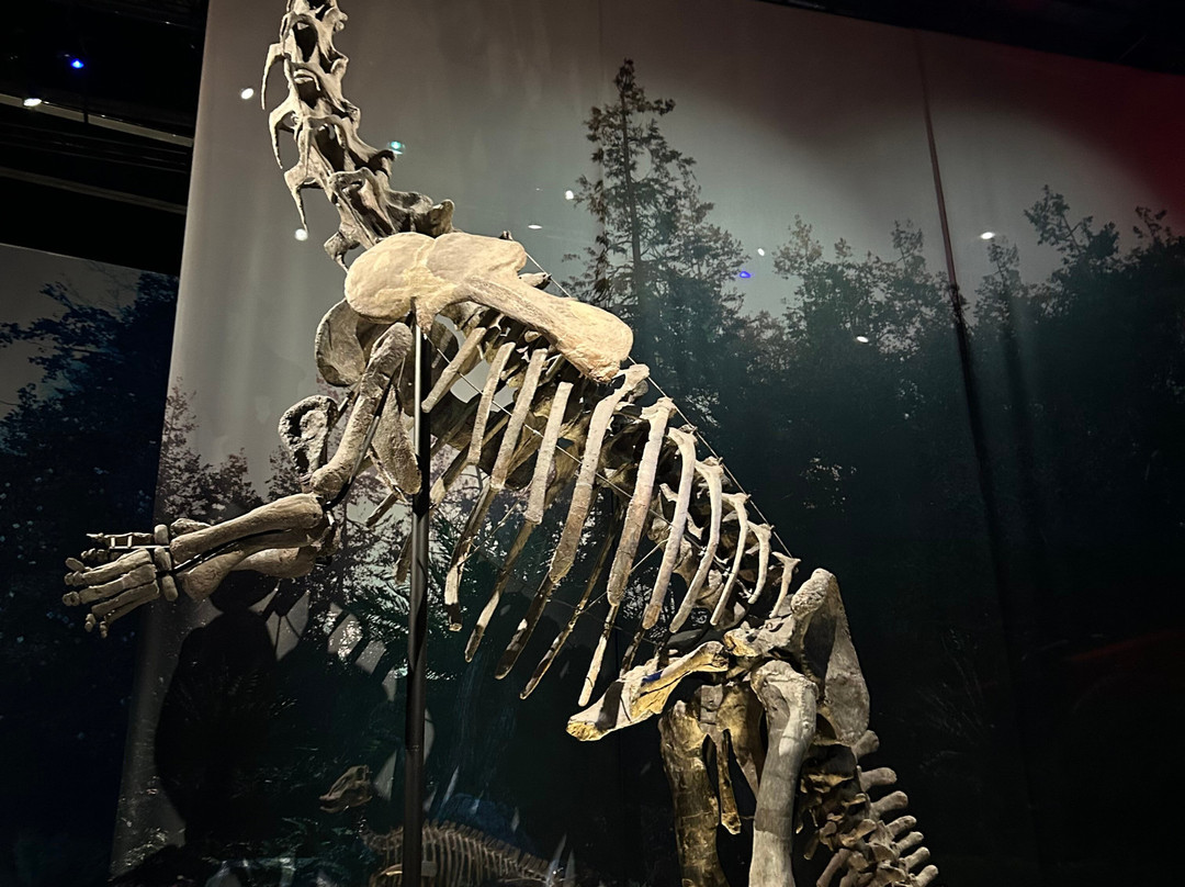 Naturalis Biodiversity Center-莱顿必去景点
