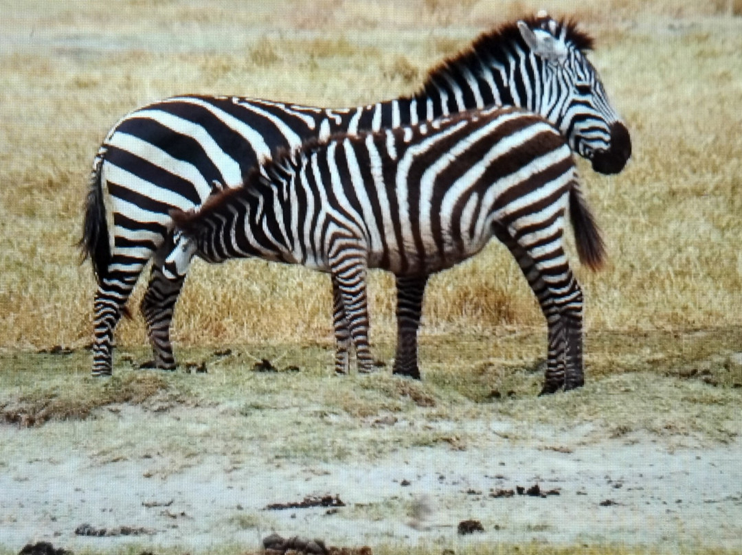 Ngorongoro Crater-恩戈罗恩戈罗保护区必去景点