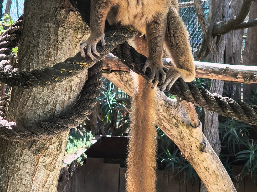 Zoo Delle Maitine-Pesco Sannita必去景点