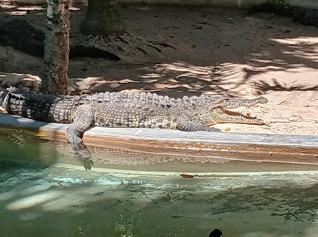 Croco Cun Zoo-从莫雷洛斯港必去景点