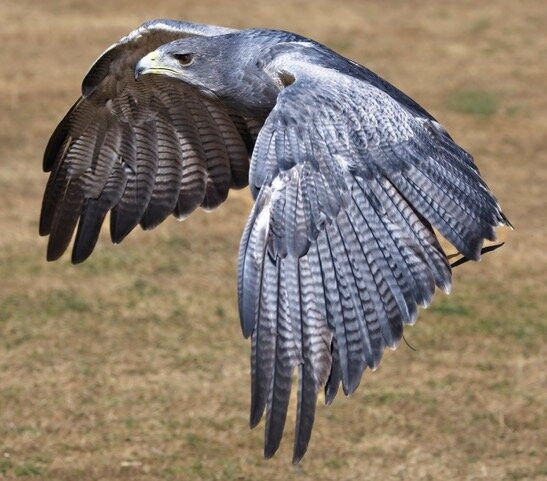 The Hawking Centre-Boughton Lees必去景点