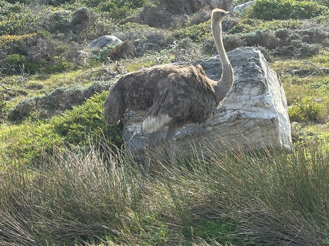 Cape of Good Hope-桌山国家公园必去景点