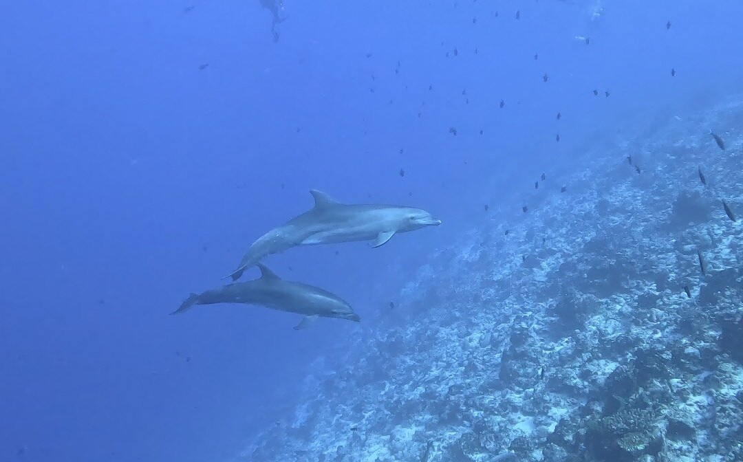 Rangiroa Diving Center-阿瓦托鲁必去景点